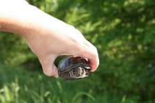 image of mud_turtle
