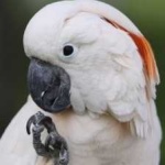 image of bird