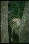 image of animal