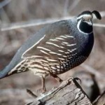 image of bird