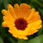 image of flower
