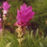 image of flower