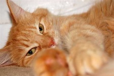 image of animal