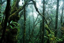 image of tropical_forest