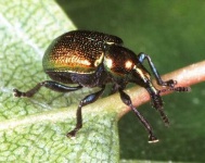 image of weevil