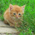 image of animal