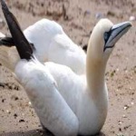 image of bird