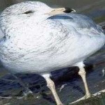 image of bird