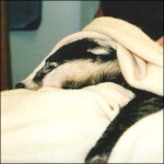 image of badger