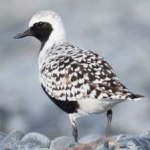 image of bird