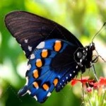 image of animal