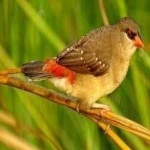 image of bird