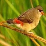 image of strawberry_finch #25