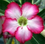image of flower