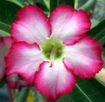 image of desert_rose #39