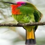 image of bird