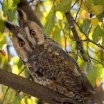 image of bird
