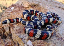 image of king_snake
