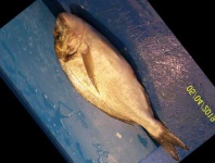 image of fish