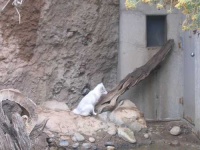image of arctic_fox