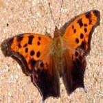 image of animal