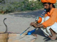 image of indian_cobra