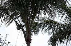 image of three_toed_sloth