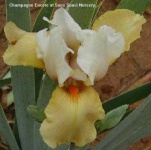 image of bearded_iris #45