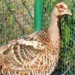 image of bird