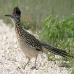 image of roadrunner