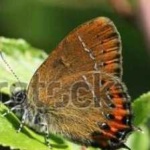 image of animal