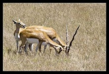 image of gazelle