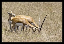 image of gazelle #1