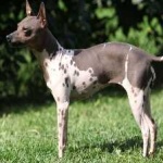 image of animal