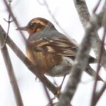image of bird