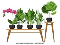 image of house_plant