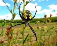 image of black_and_gold_garden_spider #29