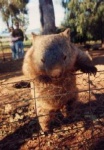 image of wombat