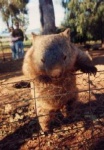 image of wombat #1