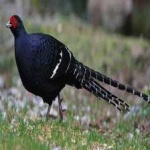 image of bird