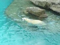 image of ice_bear