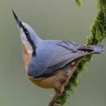 image of crested_nuthatch #21