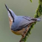 image of bird
