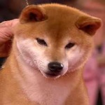 image of shiba_inu #26