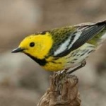 image of bird