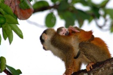 image of squirrel_monkey
