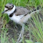 image of bird