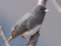 image of junco