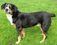 image of entlebucher