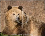 image of brown_bear